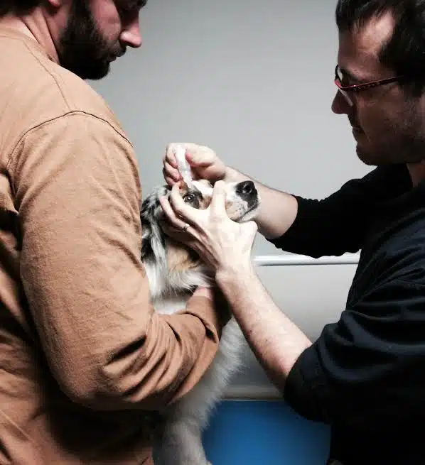 examen clinique maladies héréditaires oculaires canines sur un Berger Australien (MHOC)