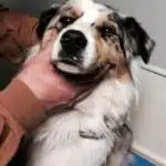 examen clinique maladies héréditaires oculaires canines sur un Berger Australien (MHOC)