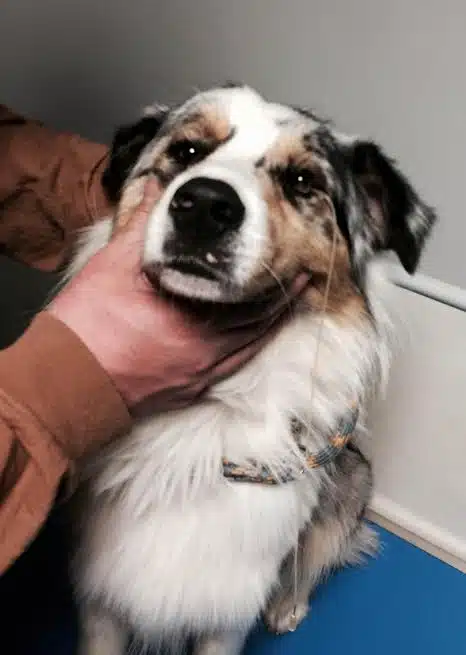 examen clinique maladies héréditaires oculaires canines sur un Berger Australien (MHOC)