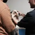 examen clinique maladies héréditaires oculaires canines sur un Berger Australien (MHOC)