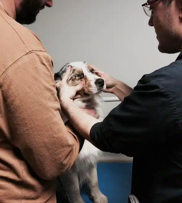 examen clinique maladies héréditaires oculaires canines sur un Berger Australien (MHOC)