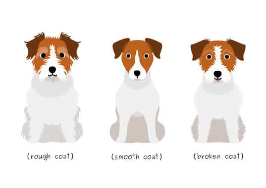poil dur poil lisse poil broken jack russell