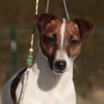 chien jack russell poil lisse (smooth coat)