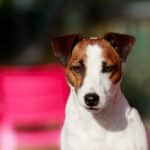 chien jack russell poil lisse (smooth coat)