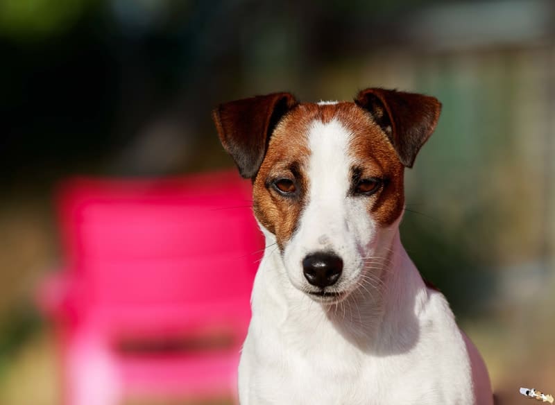 chien jack russell poil lisse (smooth coat)