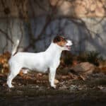 chien jack russell poil lisse (smooth coat)