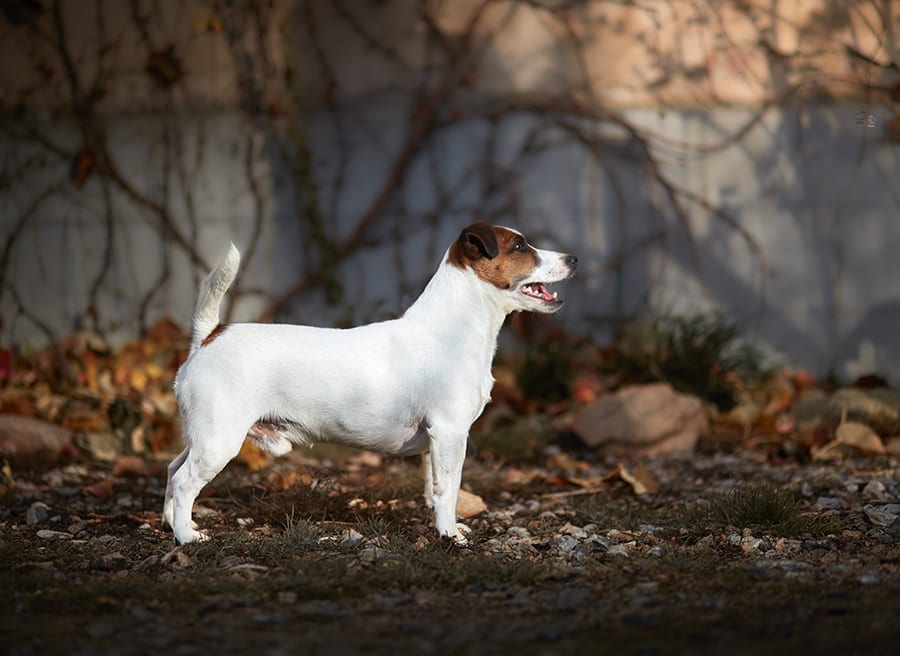 chien jack russell poil lisse (smooth coat)