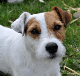 chien jack russell poil broken