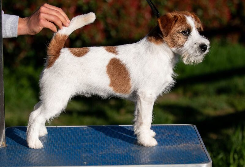 chien jack russell poil broken