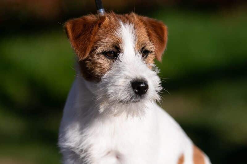 chien jack russell poil broken