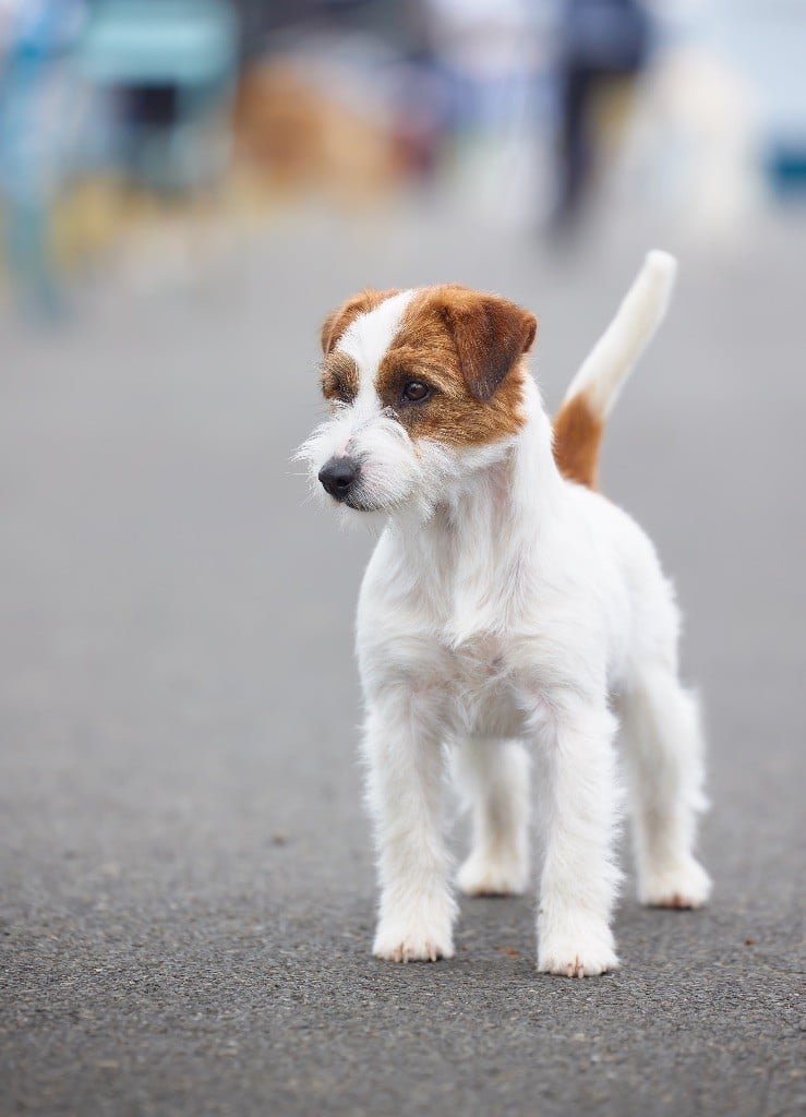 chien jack russell poil dur (rough coat)