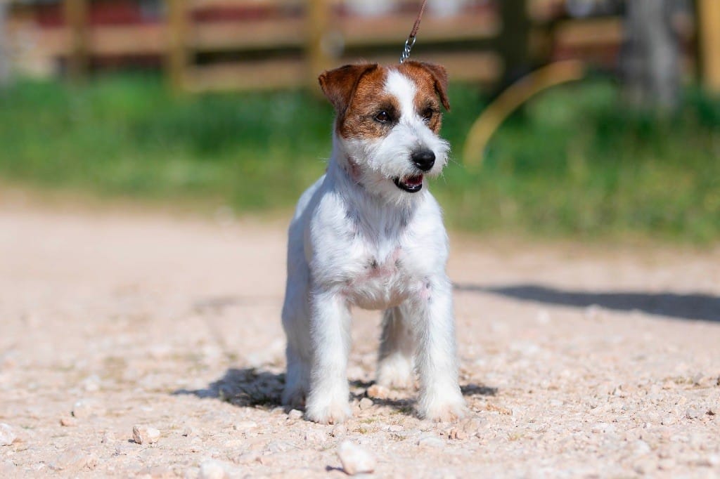 chien jack russell poil dur (rough coat)