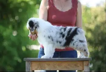 evaluation morphologie chiot