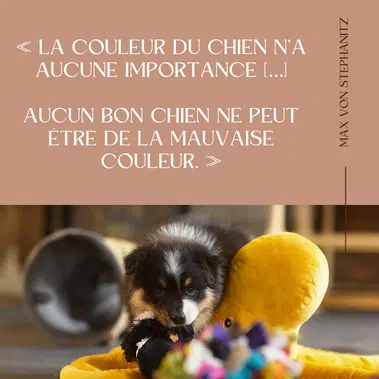 la couleur du chien n'a aucune importance