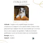 choisir un chiot sur le caractere et mode de vie