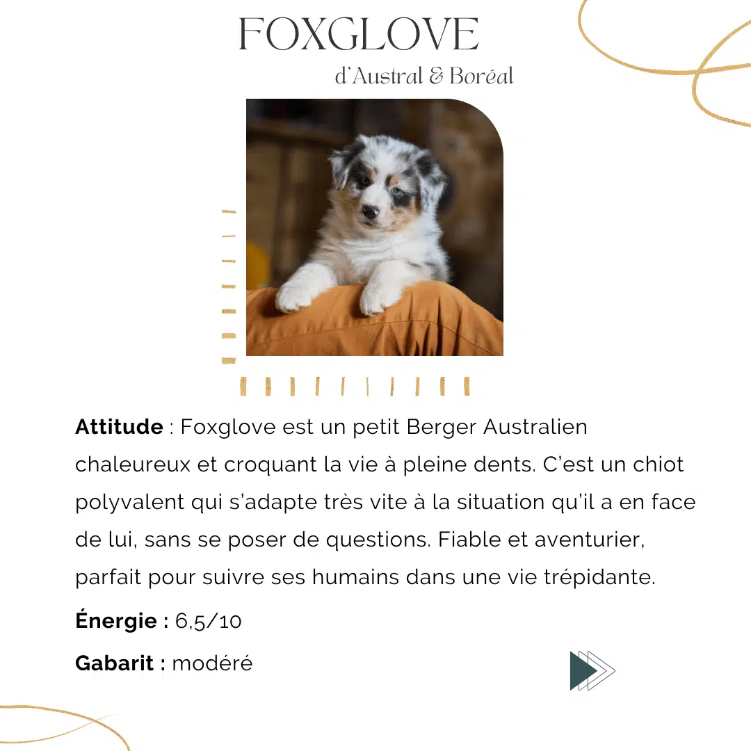 choisir un chiot sur le caractere et mode de vie