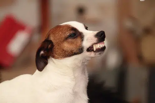 sourire jack russell