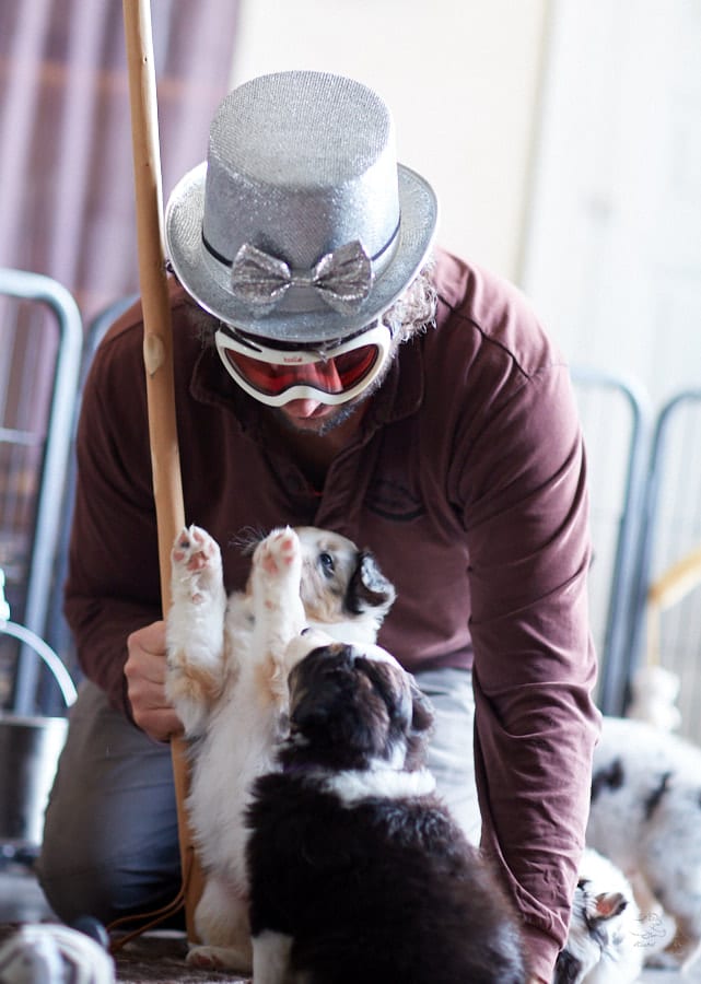 socialisation sociabilisation chiot berger australien