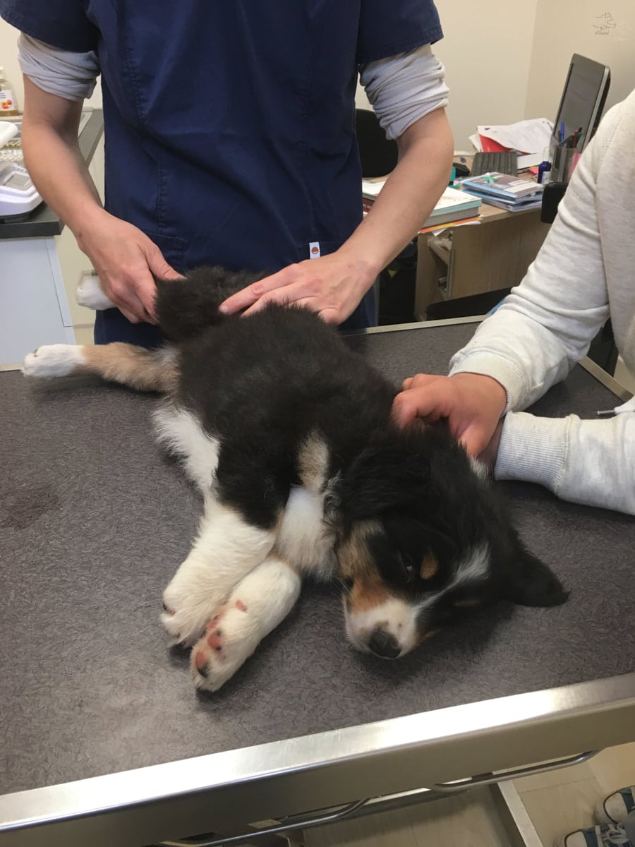visite veterinaire départ chiot