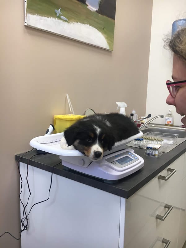visite veterinaire départ chiot