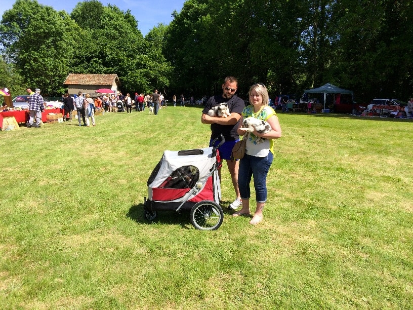 sociabilisation socialisation chiot berger australien