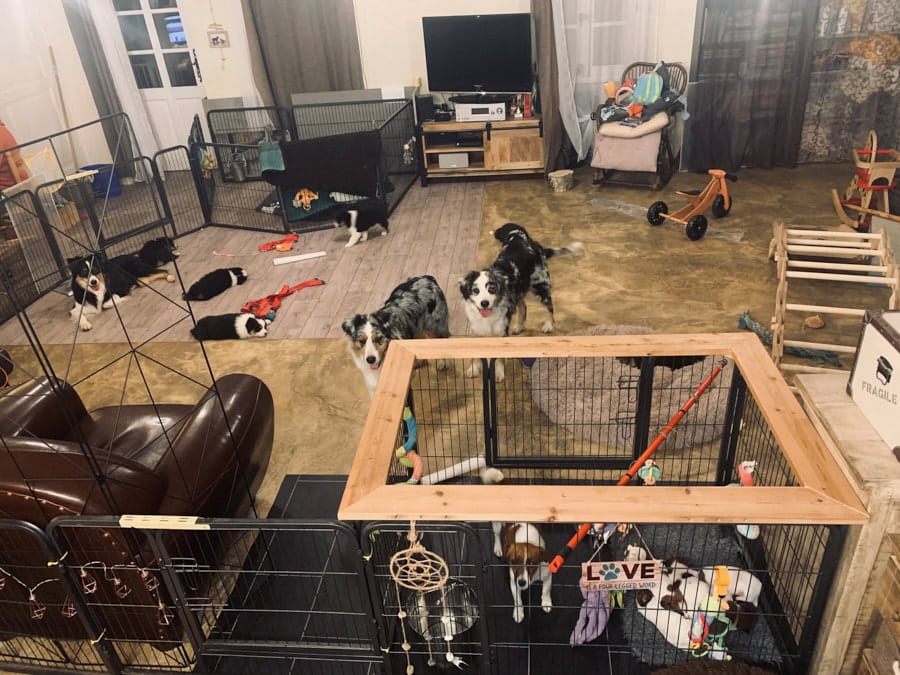 eveil socialisation sociabilisation chiot