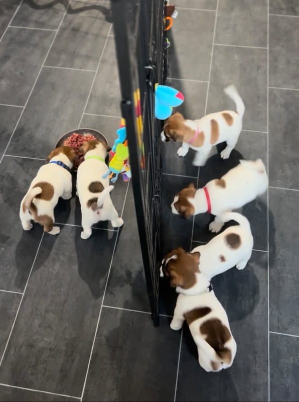 socialisation sociabilisation chiot jack russel