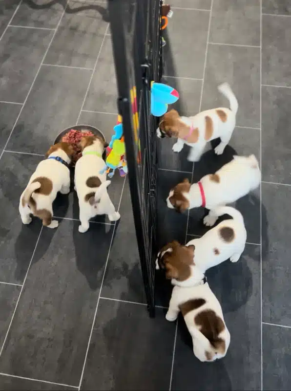 socialisation sociabilisation chiot jack russel