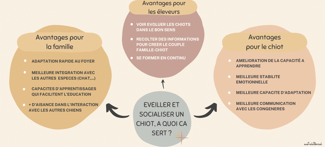 benefices de la socialisation du chiot elevage