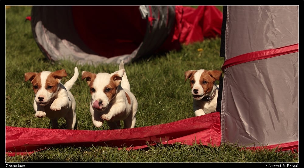 socialisation sociabilisation chiot jack russel