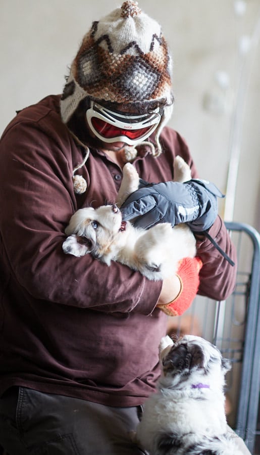 socialisation sociabilisation chiot berger australien