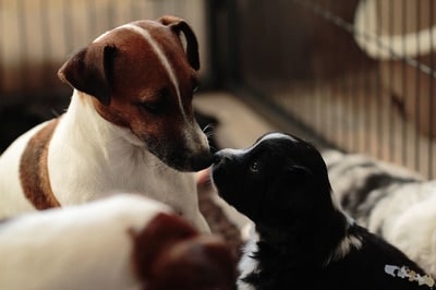 communication canine socialisation chiot