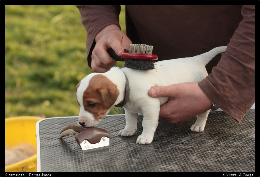 socialisation sociabilisation chiot jack russel