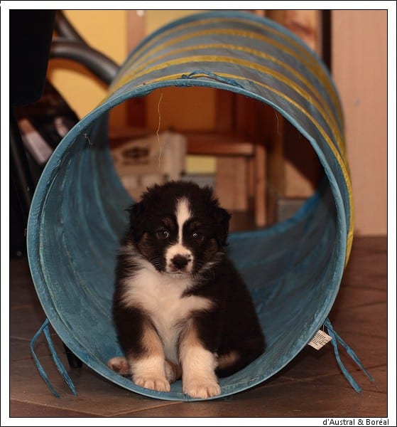 socialisation sociabilisation chiot berger australien