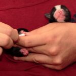 stimulation neurologique précoce sur un berger australien