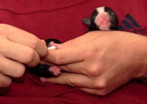 stimulation neurologique précoce sur un berger australien