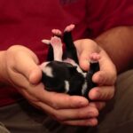 stimulation neurologique précoce sur un berger australien