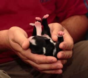 stimulation neurologique précoce sur un berger australien