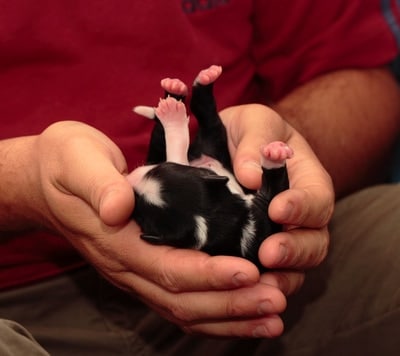 stimulation neurologique précoce sur un berger australien