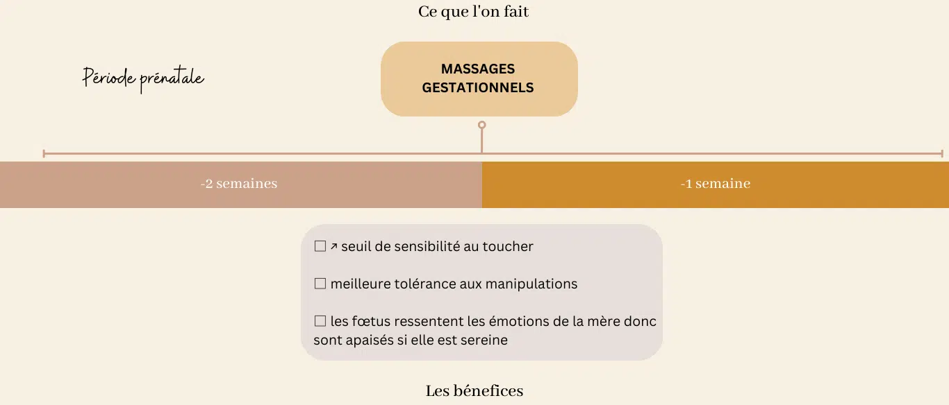 socialisation sociabilisation eveil du chiot