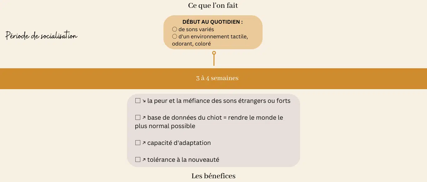 eveil socialisation sociabilisation chiot