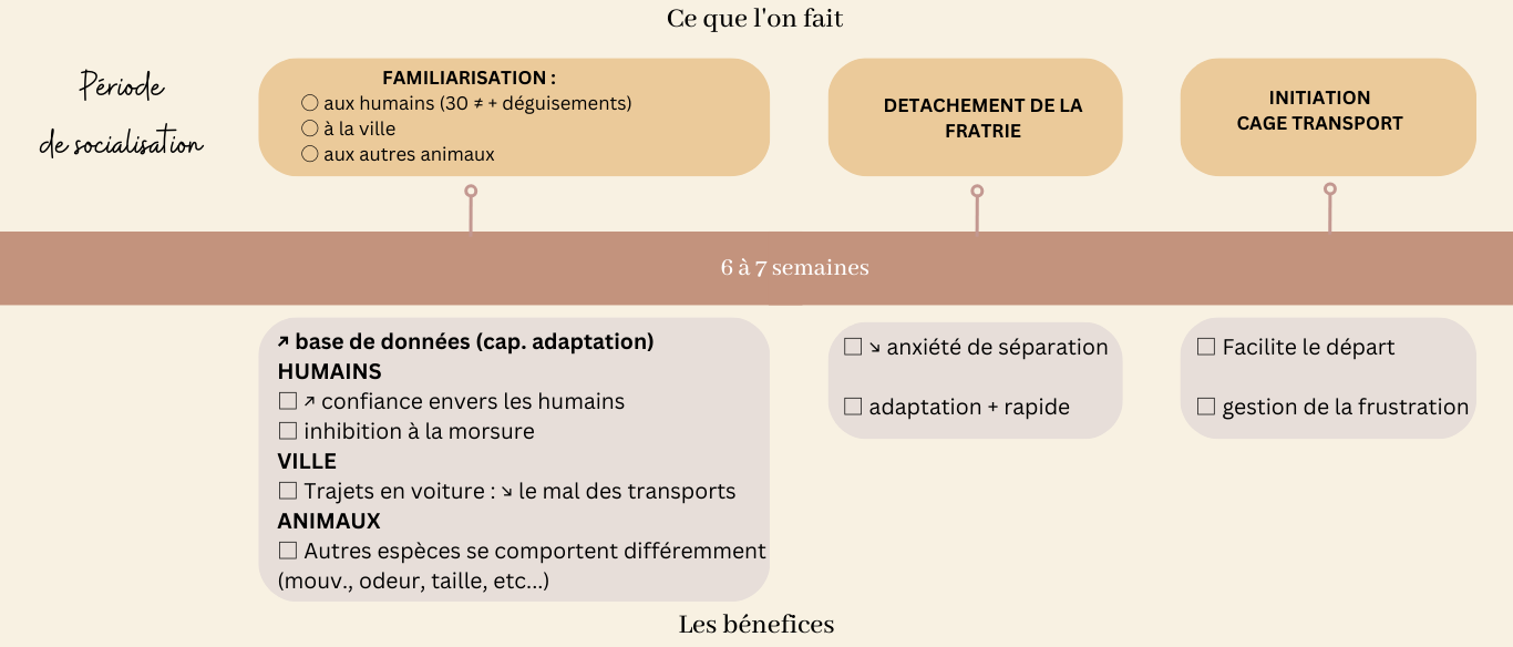 socialisation sociabilisation chiot