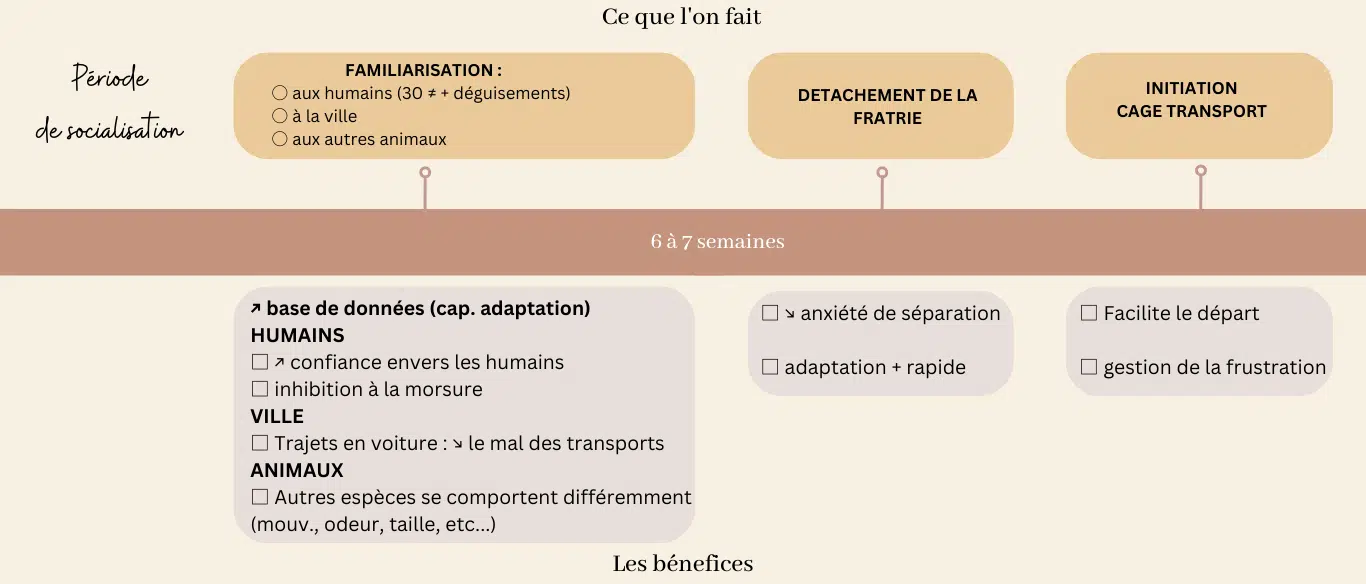 socialisation sociabilisation chiot
