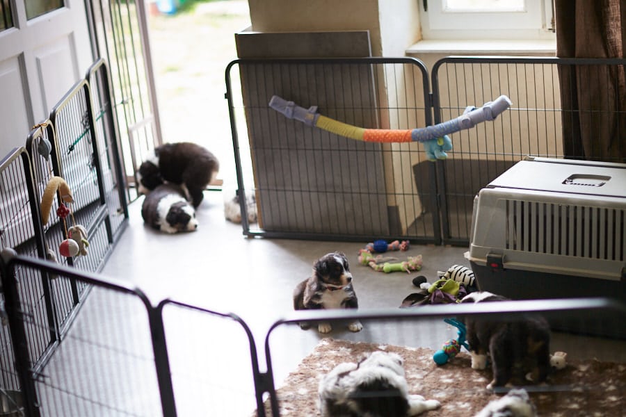 eveil socialisation sociabilisation chiot jack russel