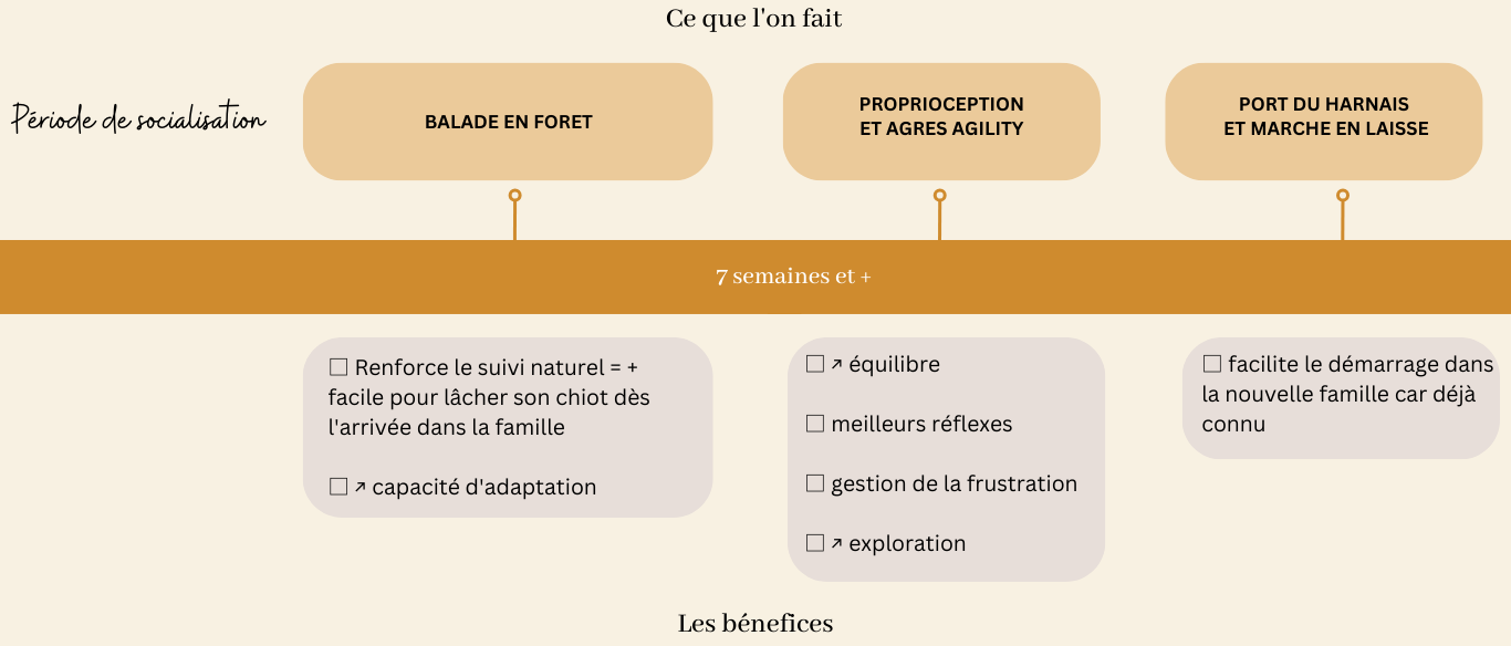 socialisation sociabilisation chiot