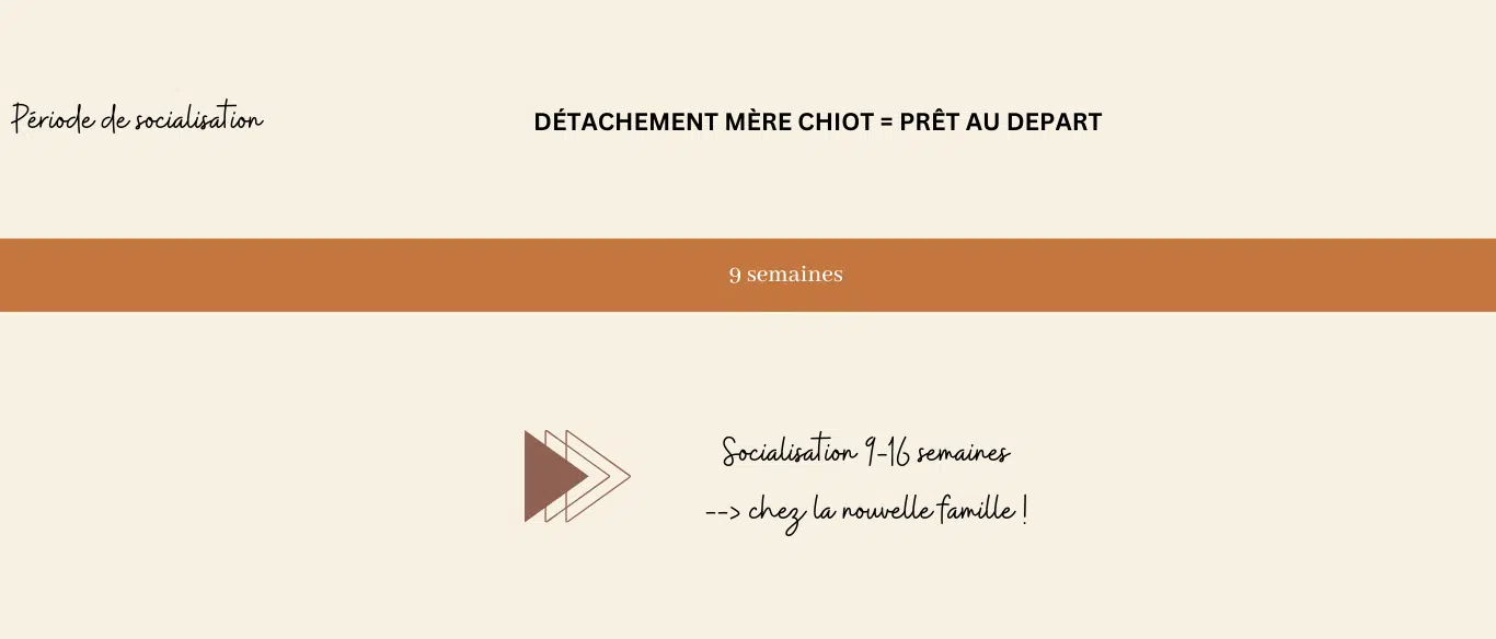 socialisation chiot