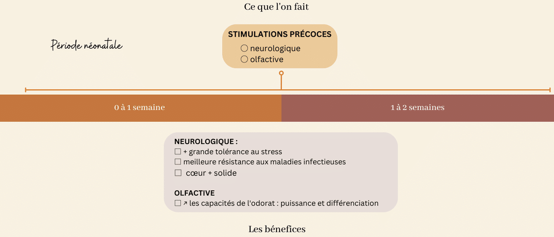 socialisation sociabilisation eveil du chiot