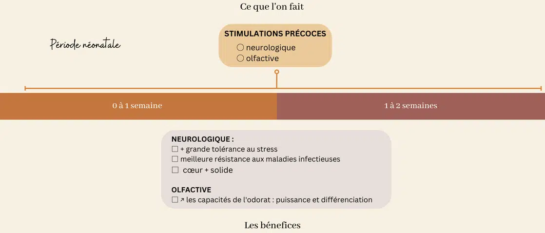 socialisation sociabilisation eveil du chiot