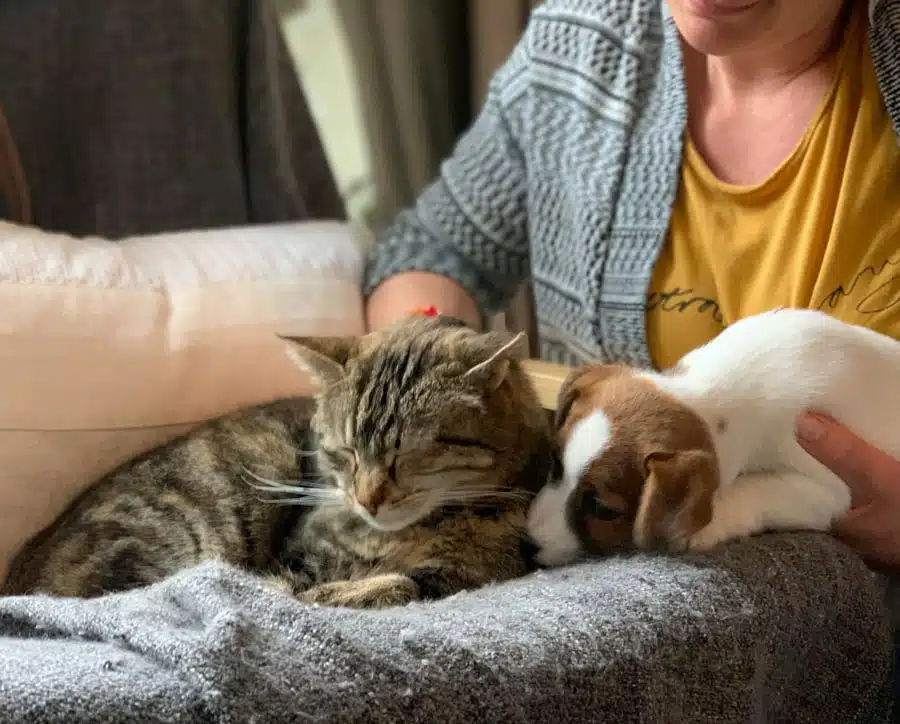 socialisation sociabilisation chiot jack russel
