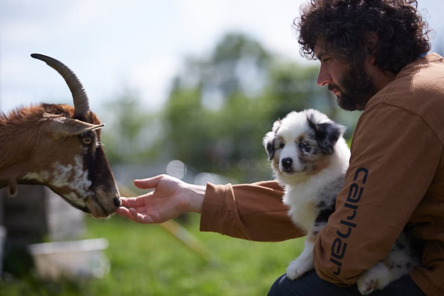 socialisation sociabilisation chiot berger australien